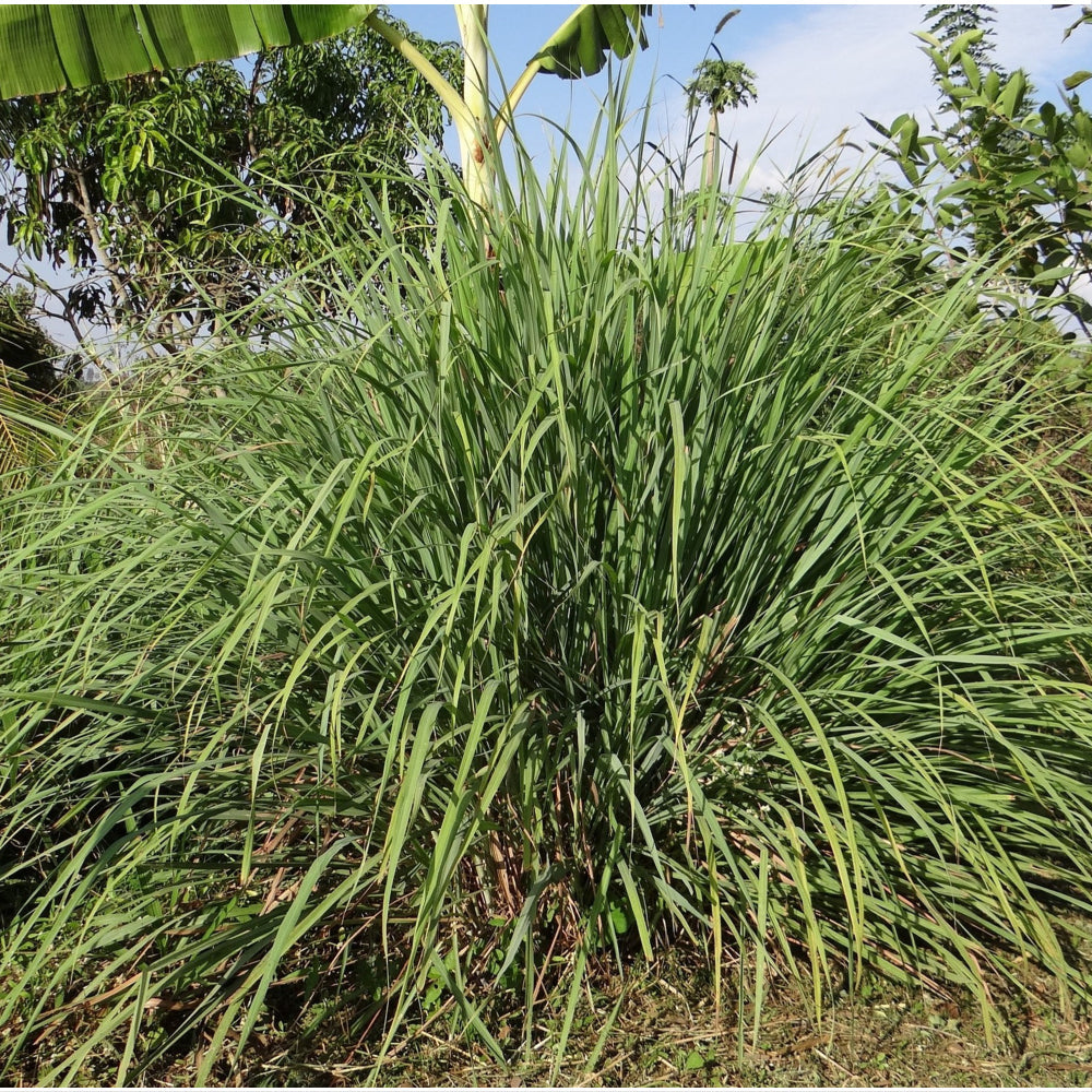 Lemon grass